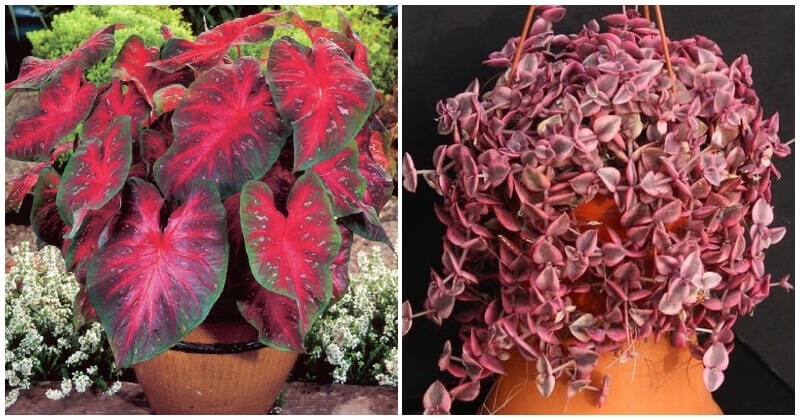 Appealing Red Heart Shaped Indoor Plants To Decor Your Home More Charming