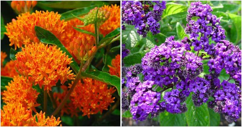 Best Beautiful Flowers To Attract Bees