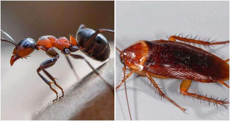 Bugs Are Living In Your House And Ways To Repel Them