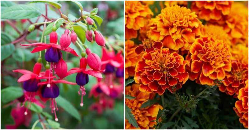 Easiest and Most Beautiful Flowers That You Should Grow In Garden
