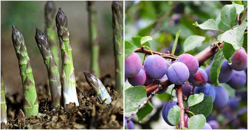 Edible Perennial Plants To Grow In Fall