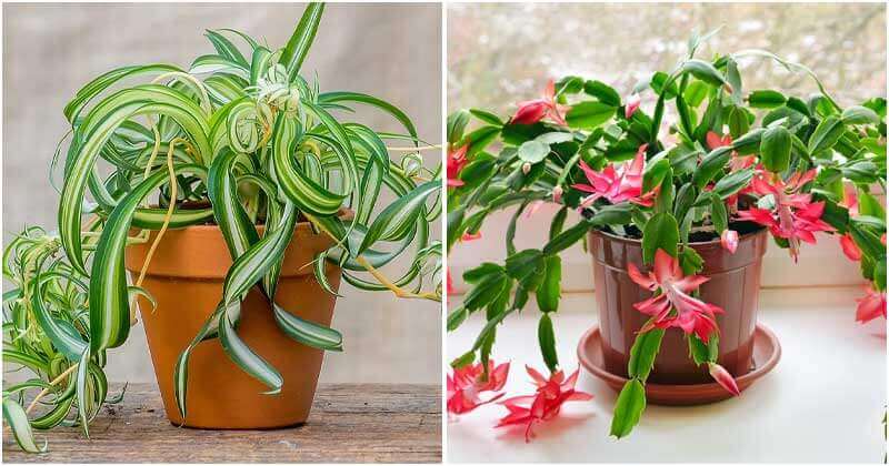 Indoor Plants Produce Oxygen At Night