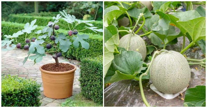 Plants That Bear Fruit Fast To Grow In Your Garden