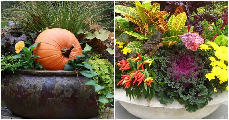 Stunning Fall Container Garden Ideas