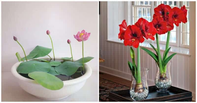 Water Flowers Grow in Vases and Containers To Place Indoor