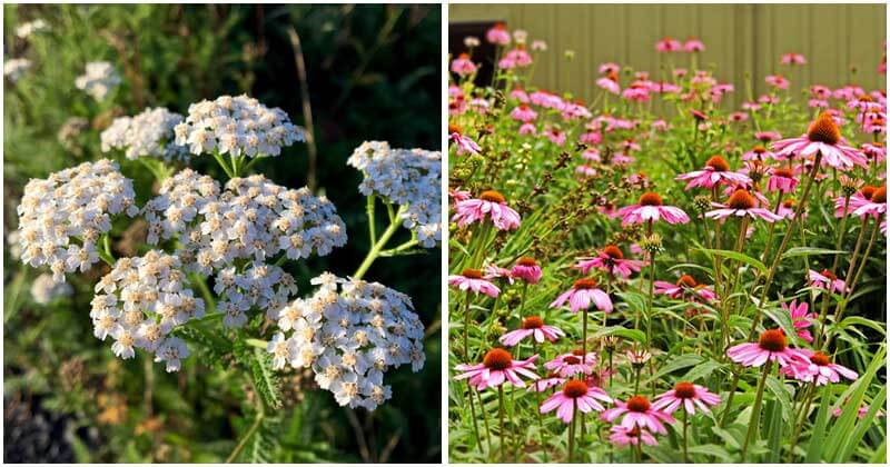 10 Beautiful Perennial Plants That Need Little Care