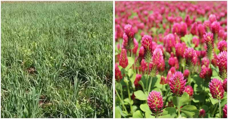 10 Best Cover Crops To Plant For Your Garden
