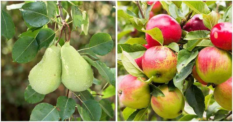 10 Easy Fruit Trees To Grow In Containers
