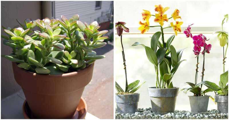 10 Indoor Plants That Bring Good Things For Your Home