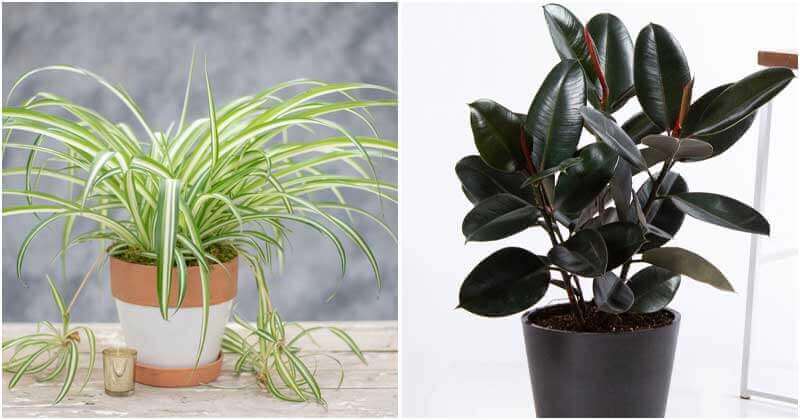 10 Indoor Plants That Can Help You Reduce Respiratory Problems