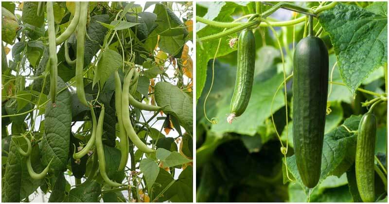 10 Plants That Cucumber Loves Growing Along With