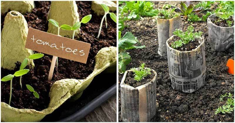 11 Inspiring Ideas To Start Seeds You Should Try