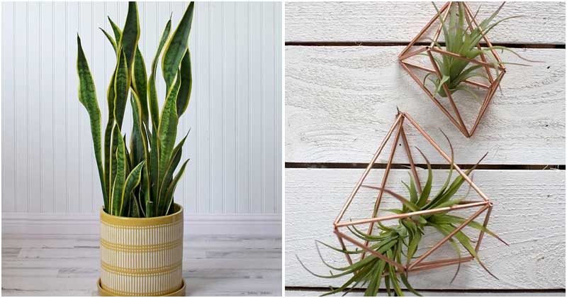 12 Best Plants According to Your Zodiac Sign