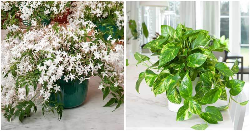 12 Easy-To-Care Indoor Vine Plants You Should Grow