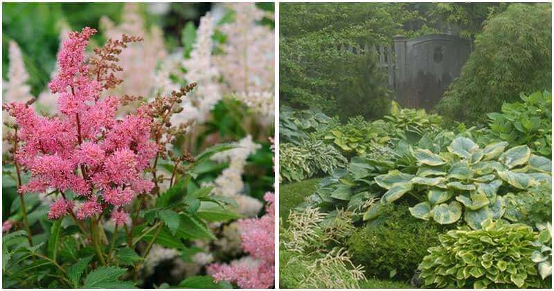 12 Perennials That Create Beautiful Shade For Your Yard