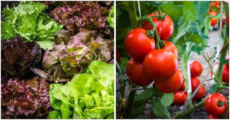 14“Easiest-To-Grow” Vegetables For Beginning Gardeners