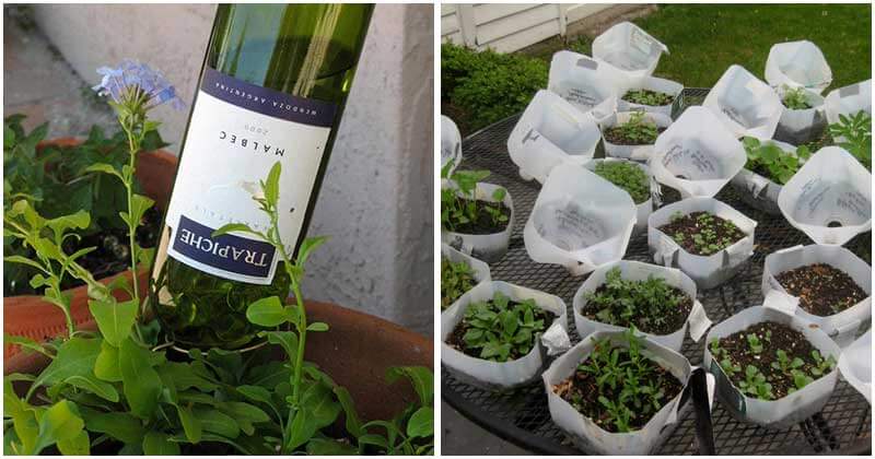 15 Simple Gardening Hacks That You Will Love To Know