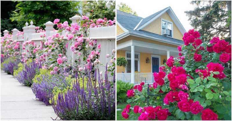 15 Stunning Rose Garden Ideas
