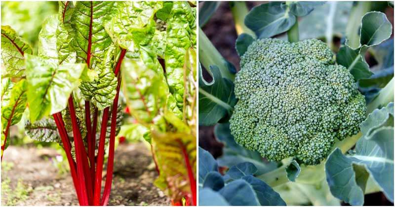 15 Vegetable Plants That Can Frost Tolerance When Winter Comes
