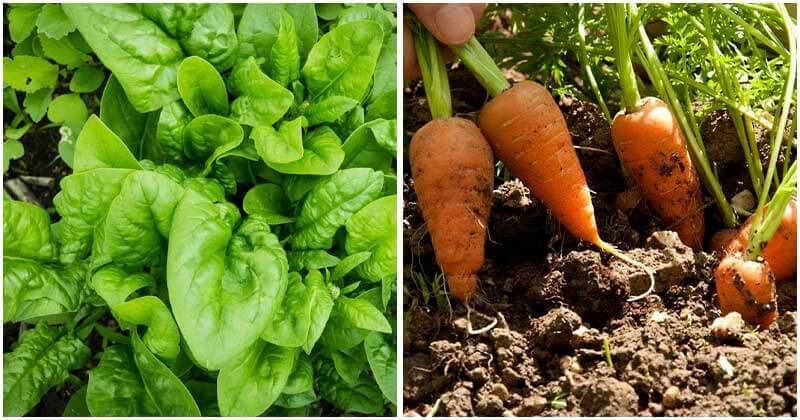15 Vegetables That You Can Grow and Harvest In Just A Month