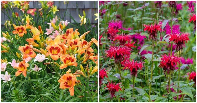 16 Perennial Plants To Attract Hummingbirds To Your Garden