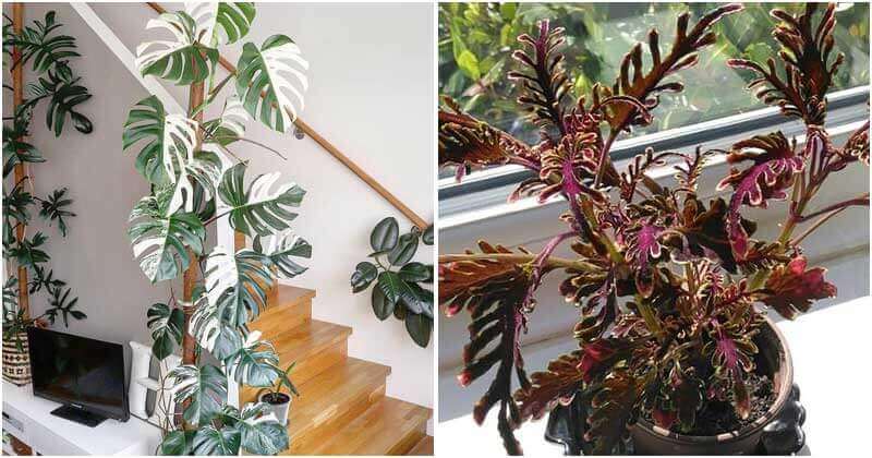 16 Plants with Unique Cut Foliage To Place Indoors