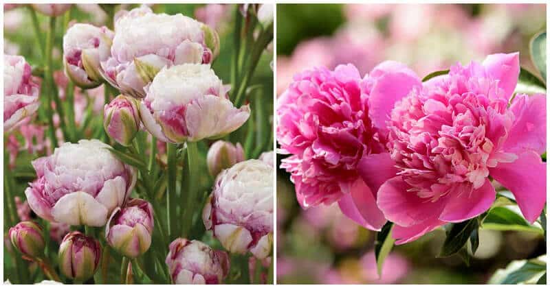 17 Flower Types That Look Like Roses