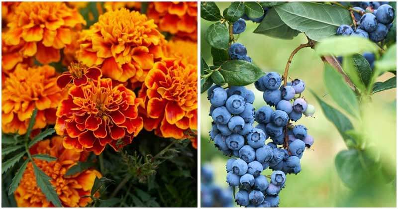 17 Plants That You Can Grow In Acidic Soil Garden