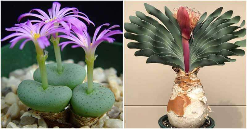 17 Succulents That Don't Need Water During A Month