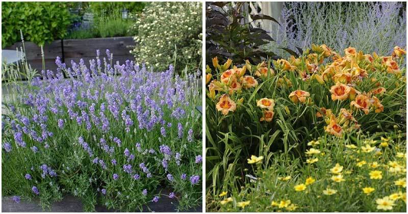 18 Garden Plants Worth Your Time And Money