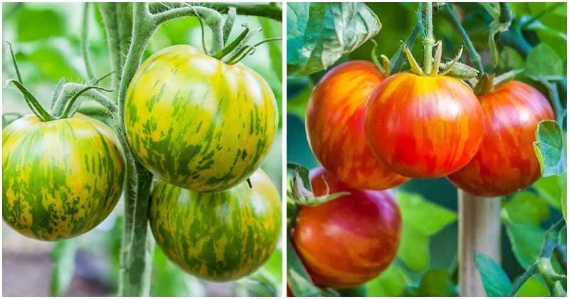 19 Fabulous Tomato Varieties You Should Grow This Year