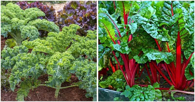 19 Nutrient-Rich Vegetables To Grow In Your Garden