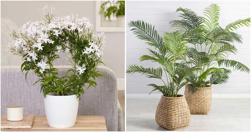 20 Good Luck Plants To Place Indoor