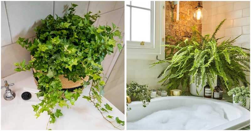 20 Plants That You Should Grow In Your Bathroom