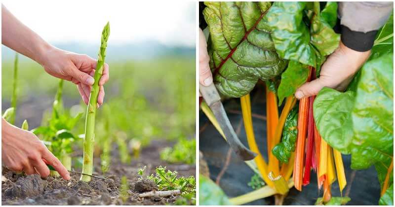 20 Veggies That Are Cut To Come Back Again