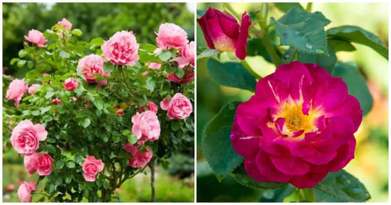 21 Best Beautiful Rose Types Without Thorns To Grow In Your Garden