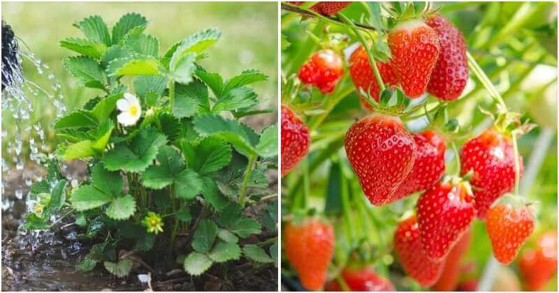 21 Best Strawberry Gardening Tips