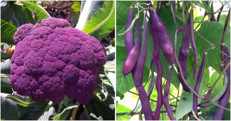 22 Beautiful Purple Vegetables And Fruits To Grow In Your Garden