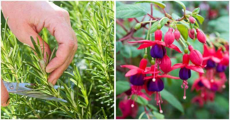 25 Best Plants and Herbs To Grow From Cuttings