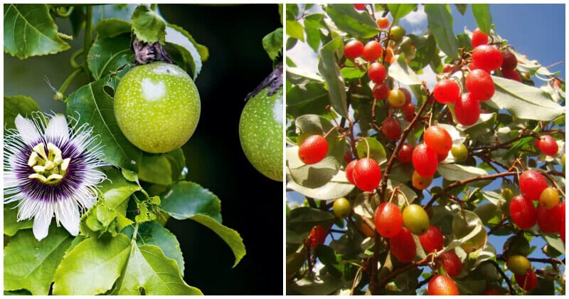 26 of The Best Cold Tolerant Fruit Trees To Grow in Your Garden