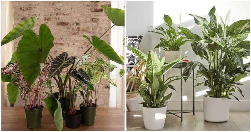 30 Beautiful Shade-Loving Plants To Grow Indoor