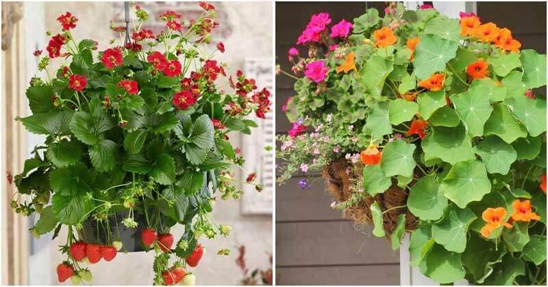 30 Edible Plants That Can Easily Grow In Hanging Basket