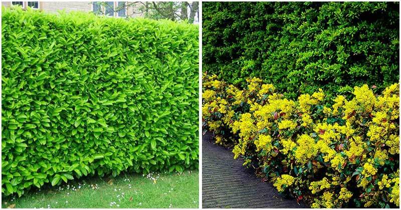 30 Fast-Growing Shrubs And Bushes For Privacy Borders And Hedges