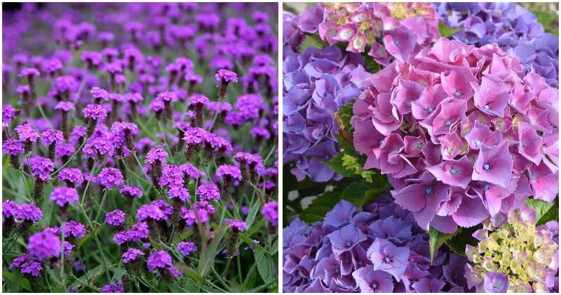 40 Stunning Purple Flowers To Grow In Your Garden
