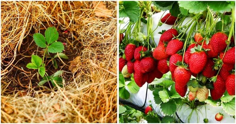 5 Tips To Get Maximum Yield Of Strawberries