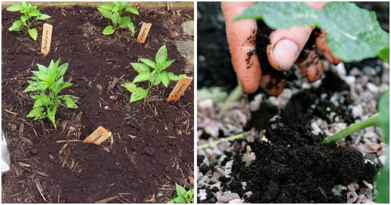7 Amazing Uses Of Coffee Grounds For Your Garden