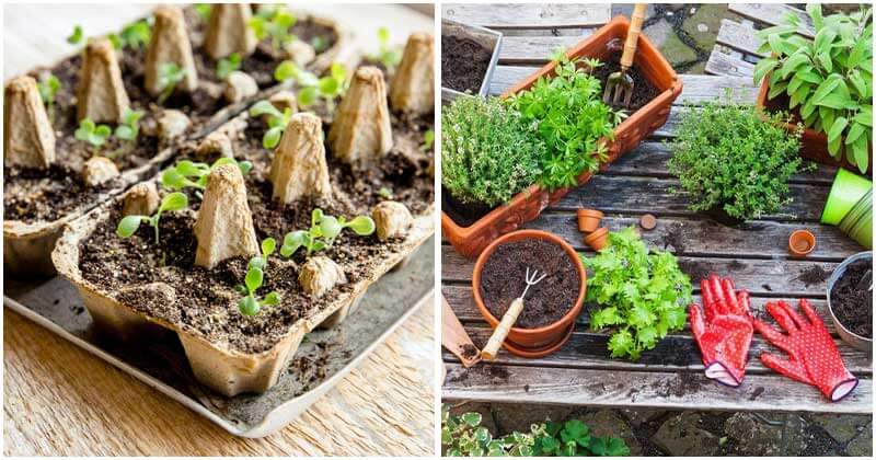 7 Tips To Start An Organic Herb Garden For Beginners