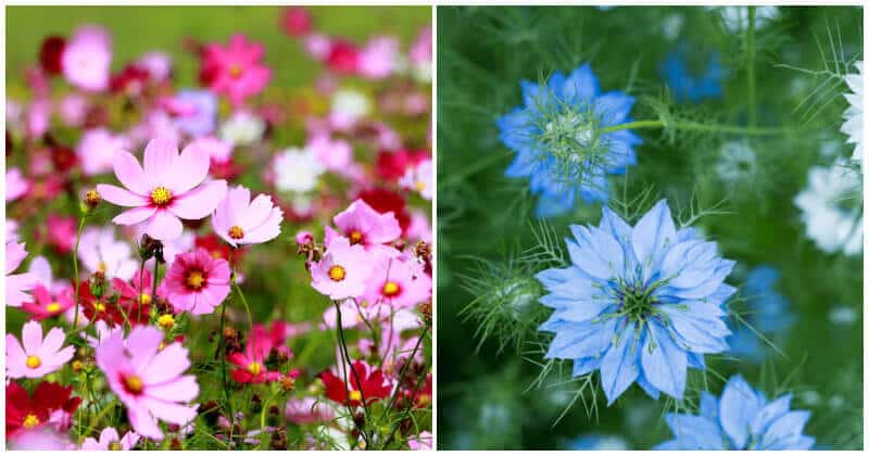 Fast Blooming Flowers Grow From Seeds
