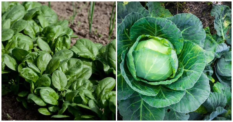 25 Grow-In-Shade Vegetables For Your Garden