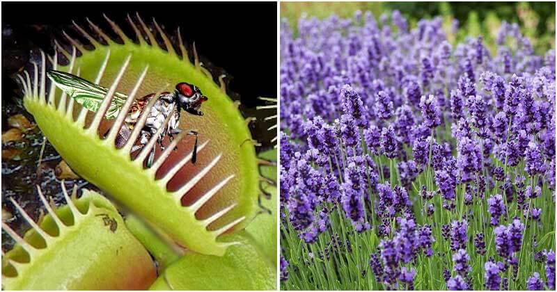 Incredible Plants That Can Get Rid Of Repel Flies
